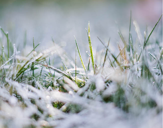 Snömögel