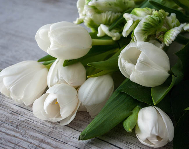 Tulpan som snittblomma