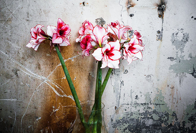 Amaryllis