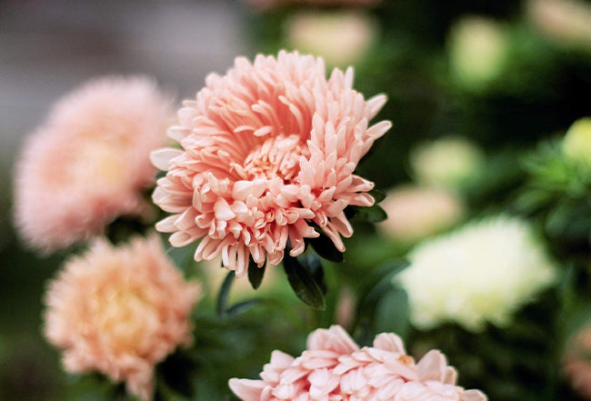 Odla fluffig favorit – aster!