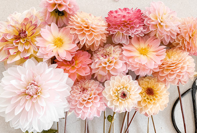 Vinterförvara dahlia