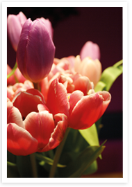 Tulpan som snittblomma