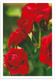 Rosen - blommornas drottning