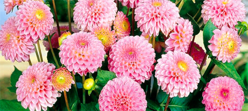 Odla dahlia