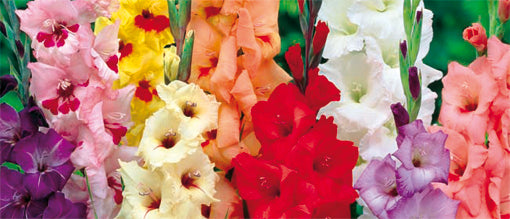 Odla gladiolus