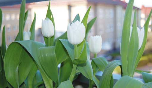 Plantera i kruka