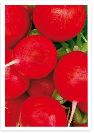 Organic: Grönsaker