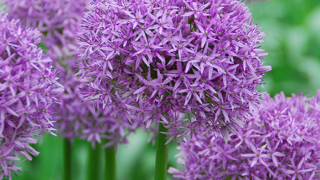 Allium
