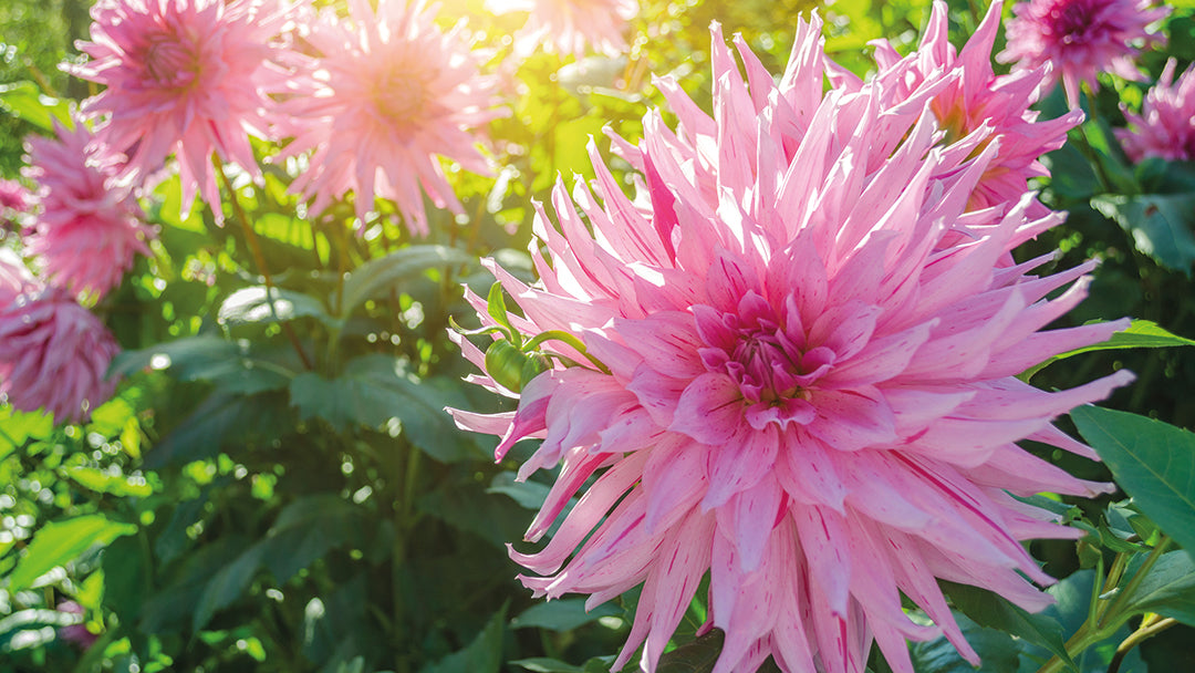 Dahlia