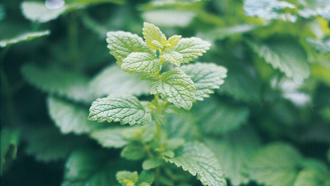 Citronmeliss
