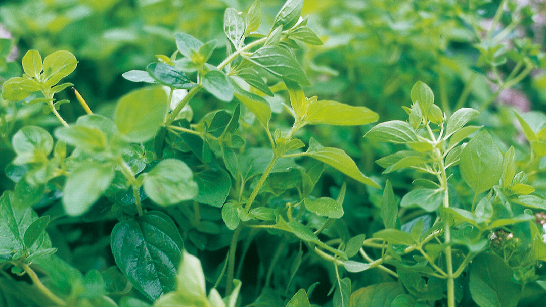 Oregano