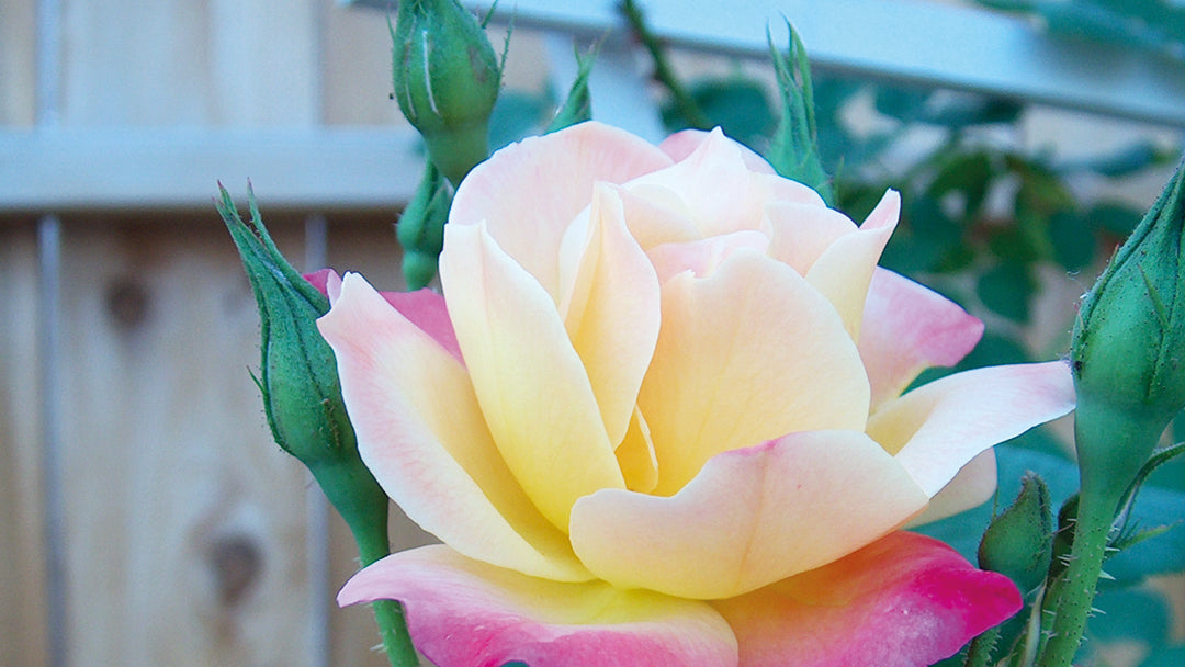 Plantera rosor