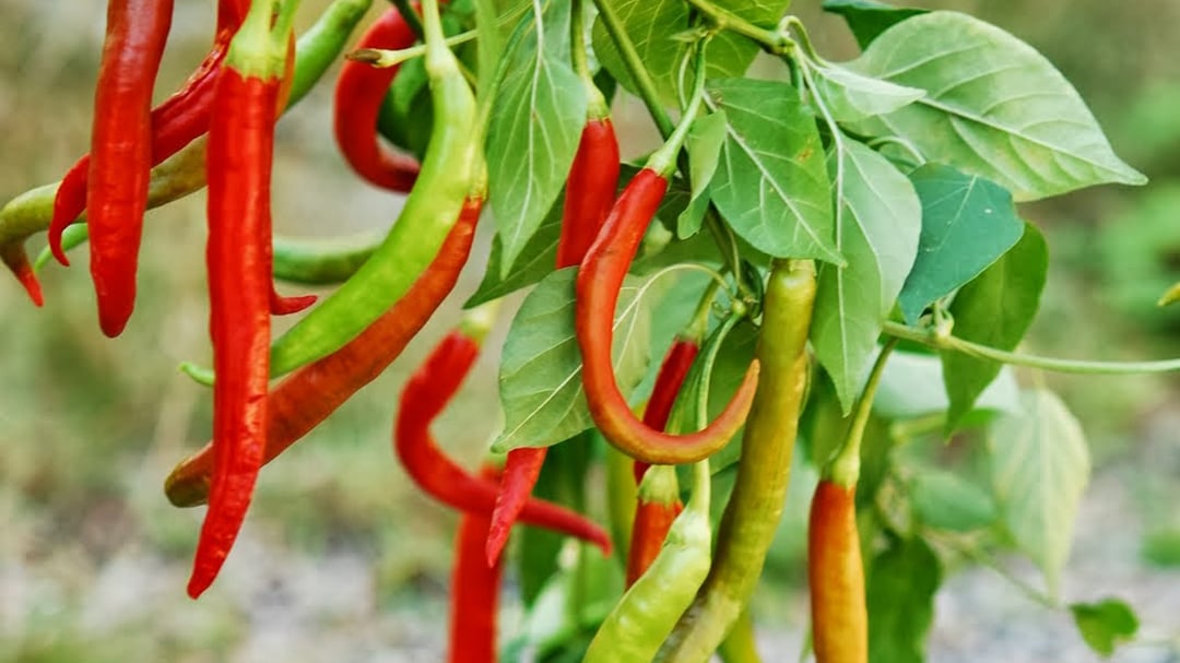 Chilisås & rökt chilipulver