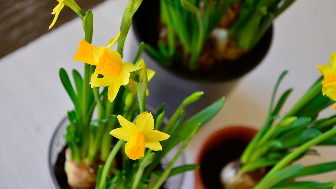 Plantera blomsterlök i kruka