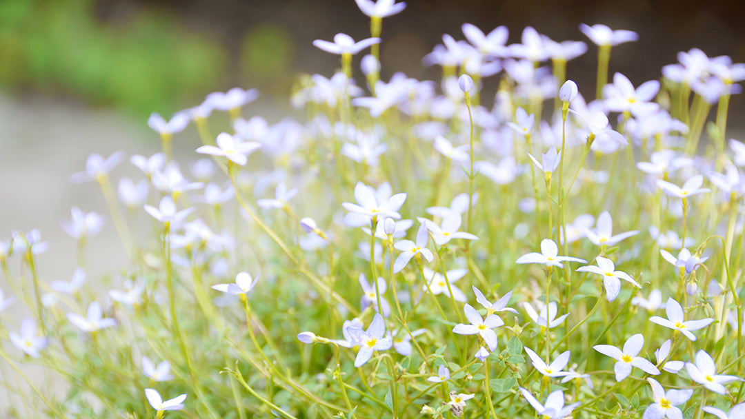 Skapa en blomsteräng