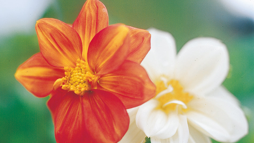 Dahlia från frö