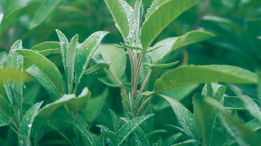 Salvia