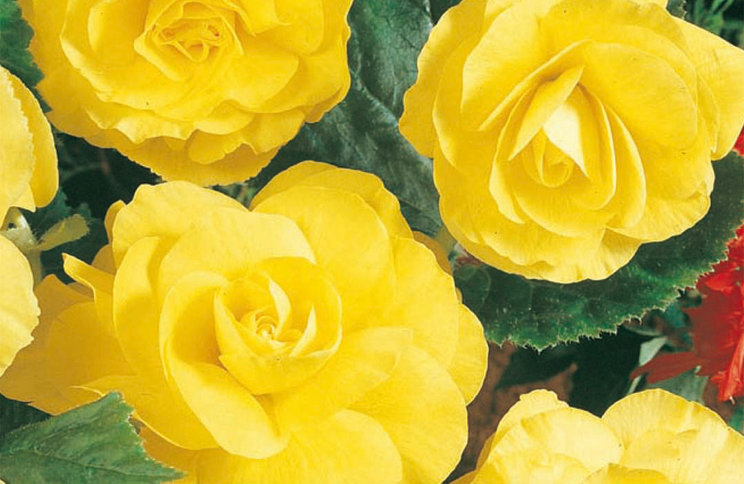 Begonia