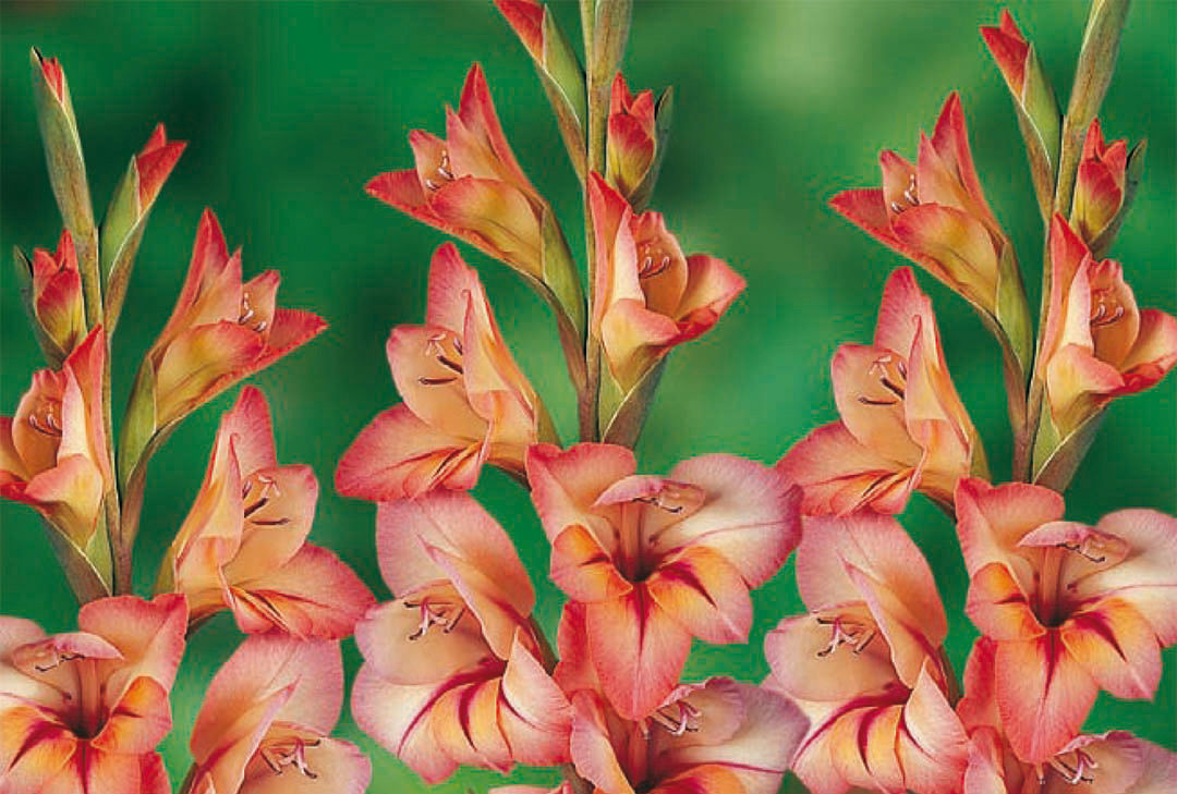Gladiolus