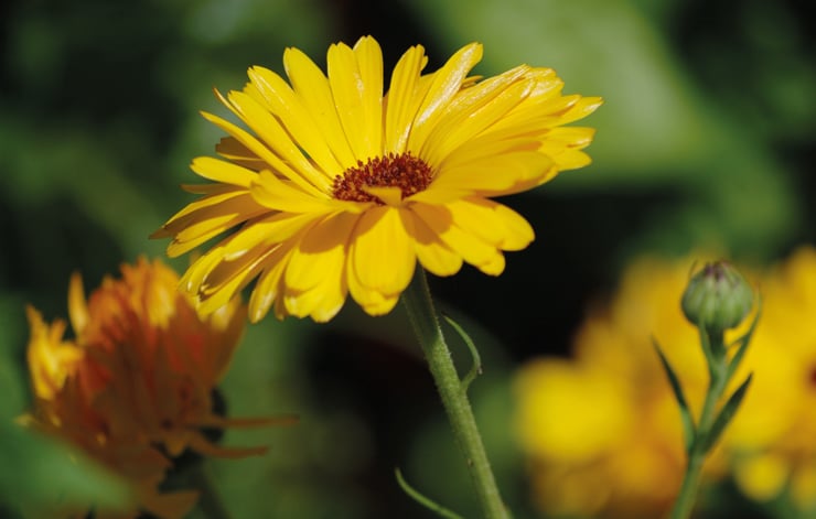 Smaklöken sommar 6: Bin