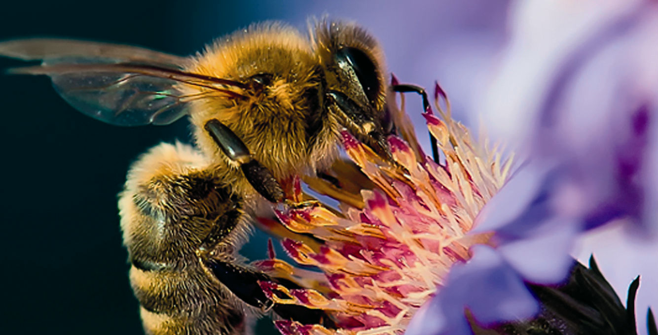 Pollinering- en ekosystemtjänst