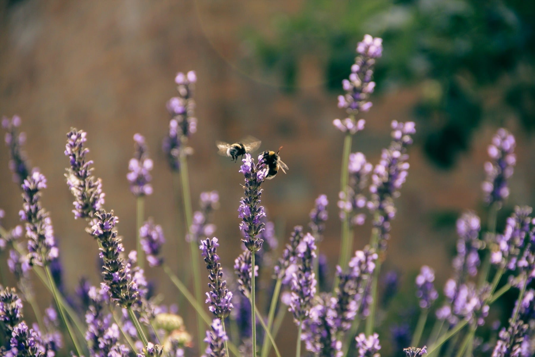Odla för bin och insekter
