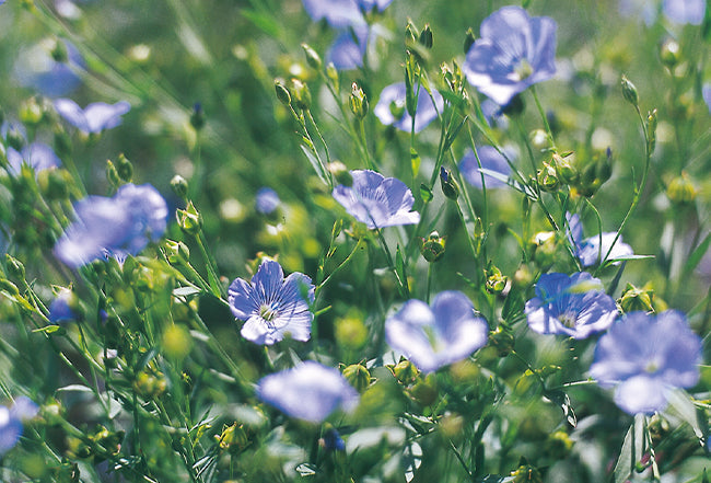 Odla ängsblommor och anlägg en blomsteräng