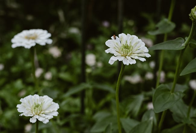 Odla zinnia från frö
