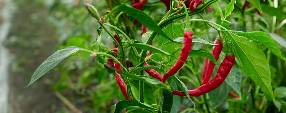 Chili