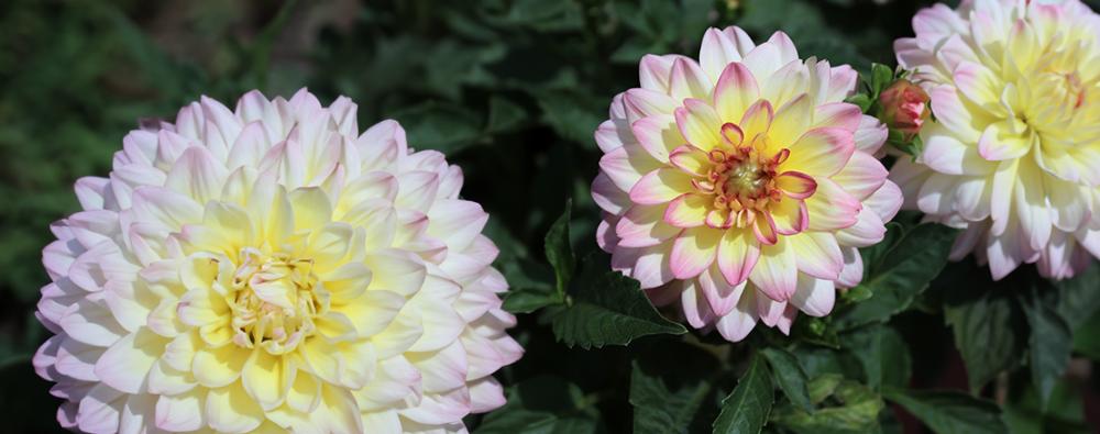 Dahlia
