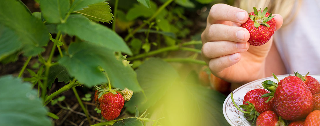 Bär