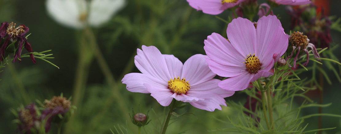 Blommor