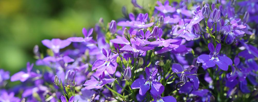Lobelia