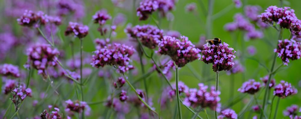 Verbena