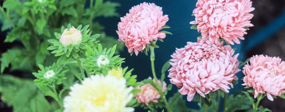 Aster