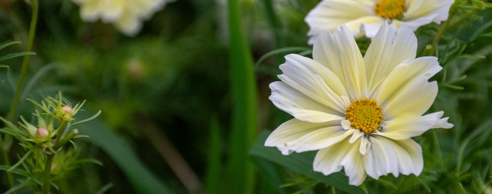 Blomjord