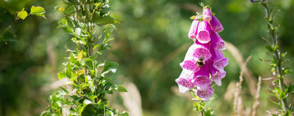 Fingerborgsblomma