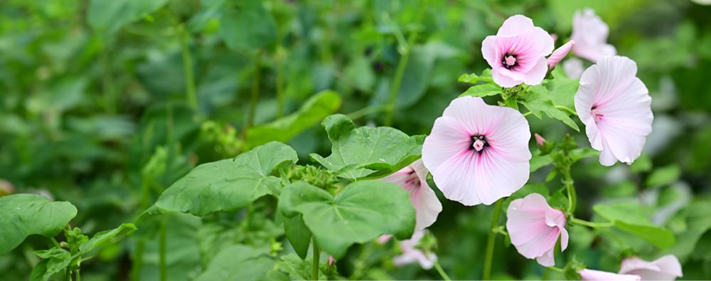 Malva