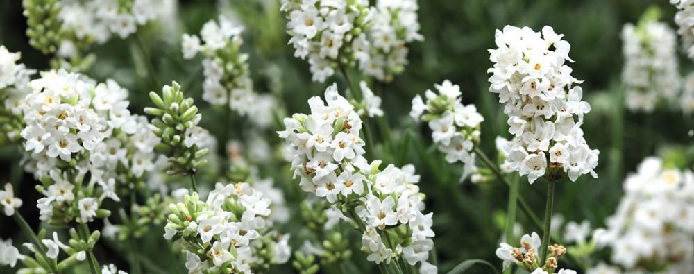 Lavendel