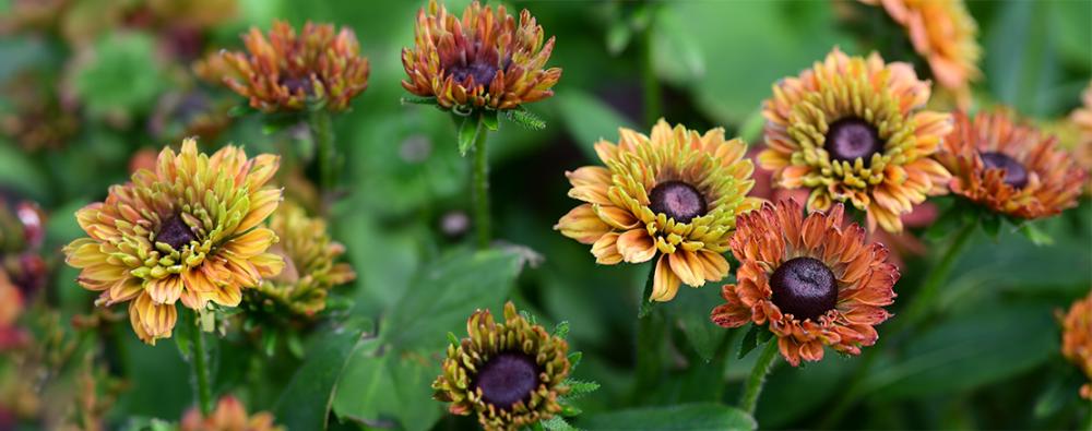 Rudbeckia