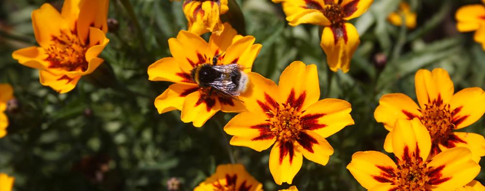 Tagetes
