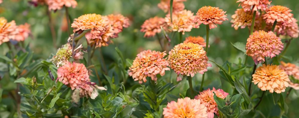 Zinnia