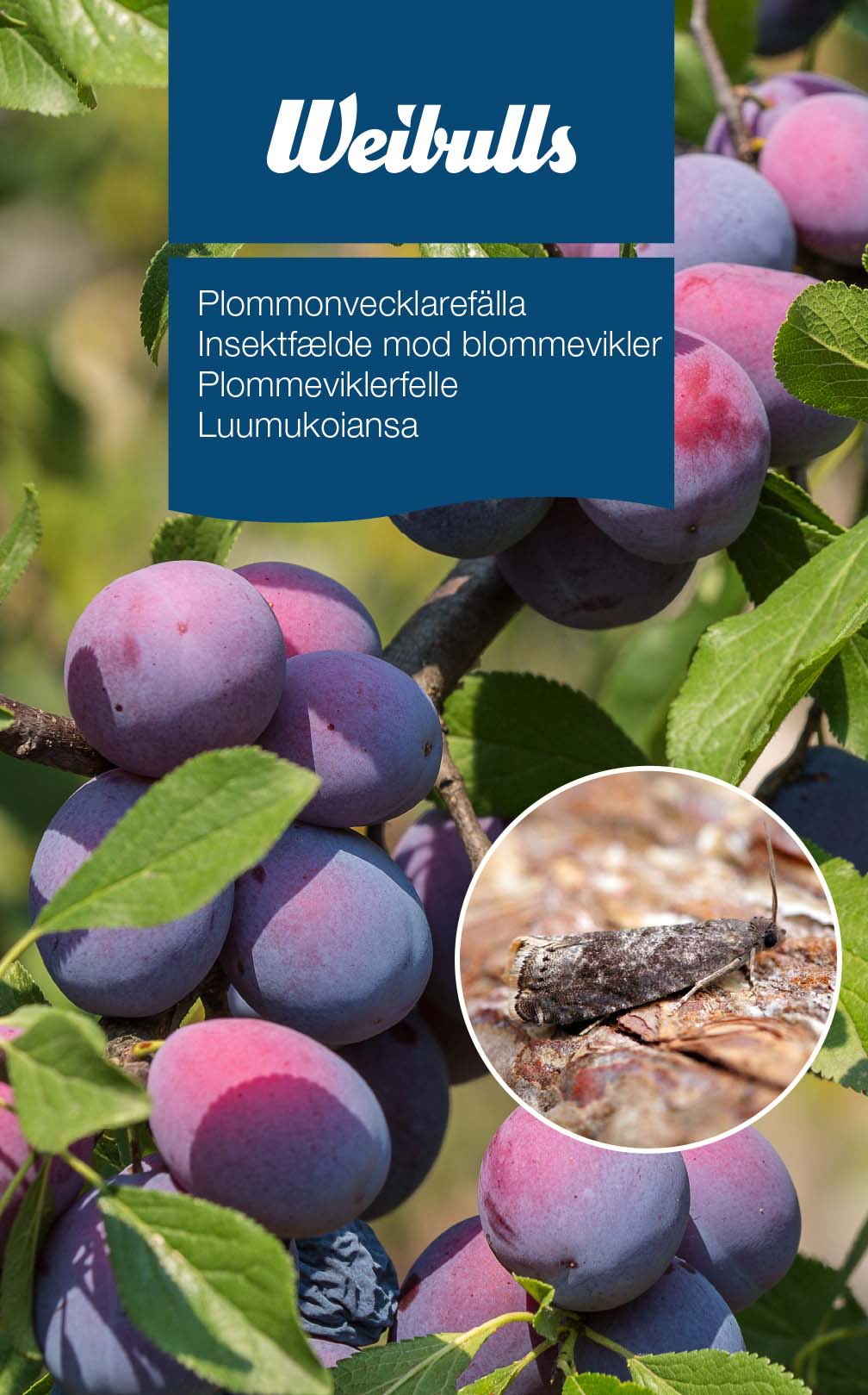Weibulls Feromonfälla plommonvecklare