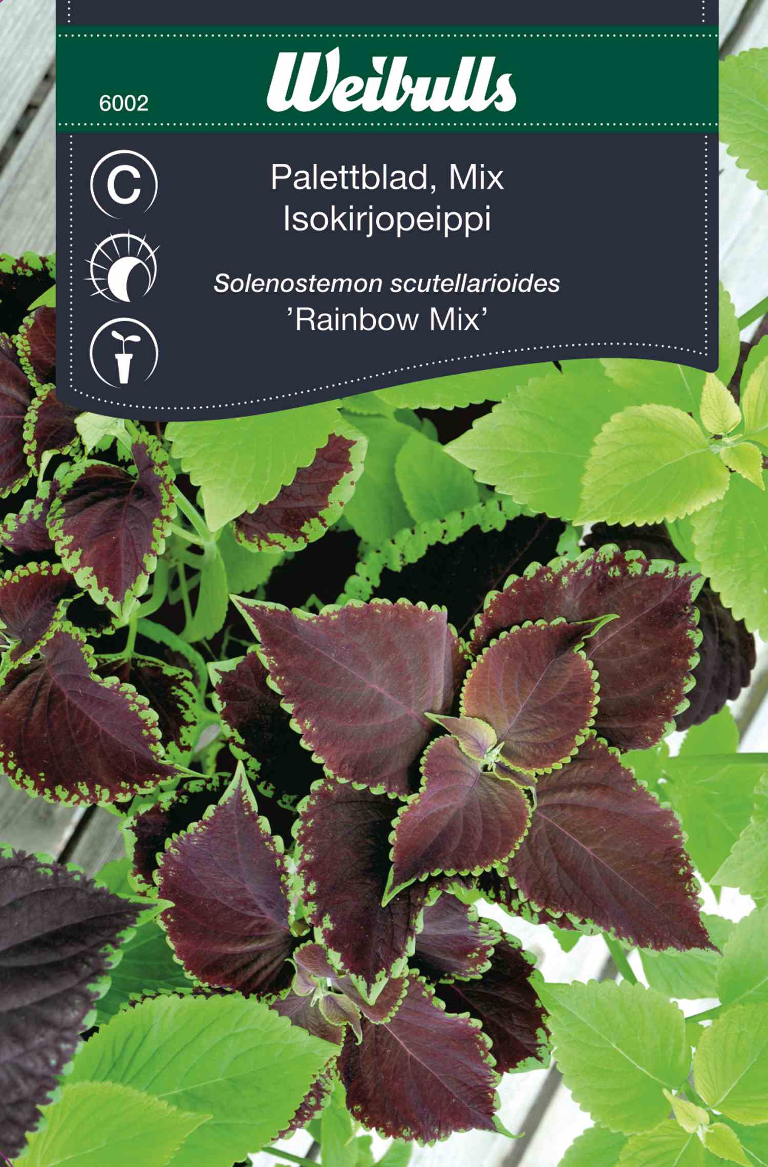 Weibulls Palettblad  'Rainbow mix'