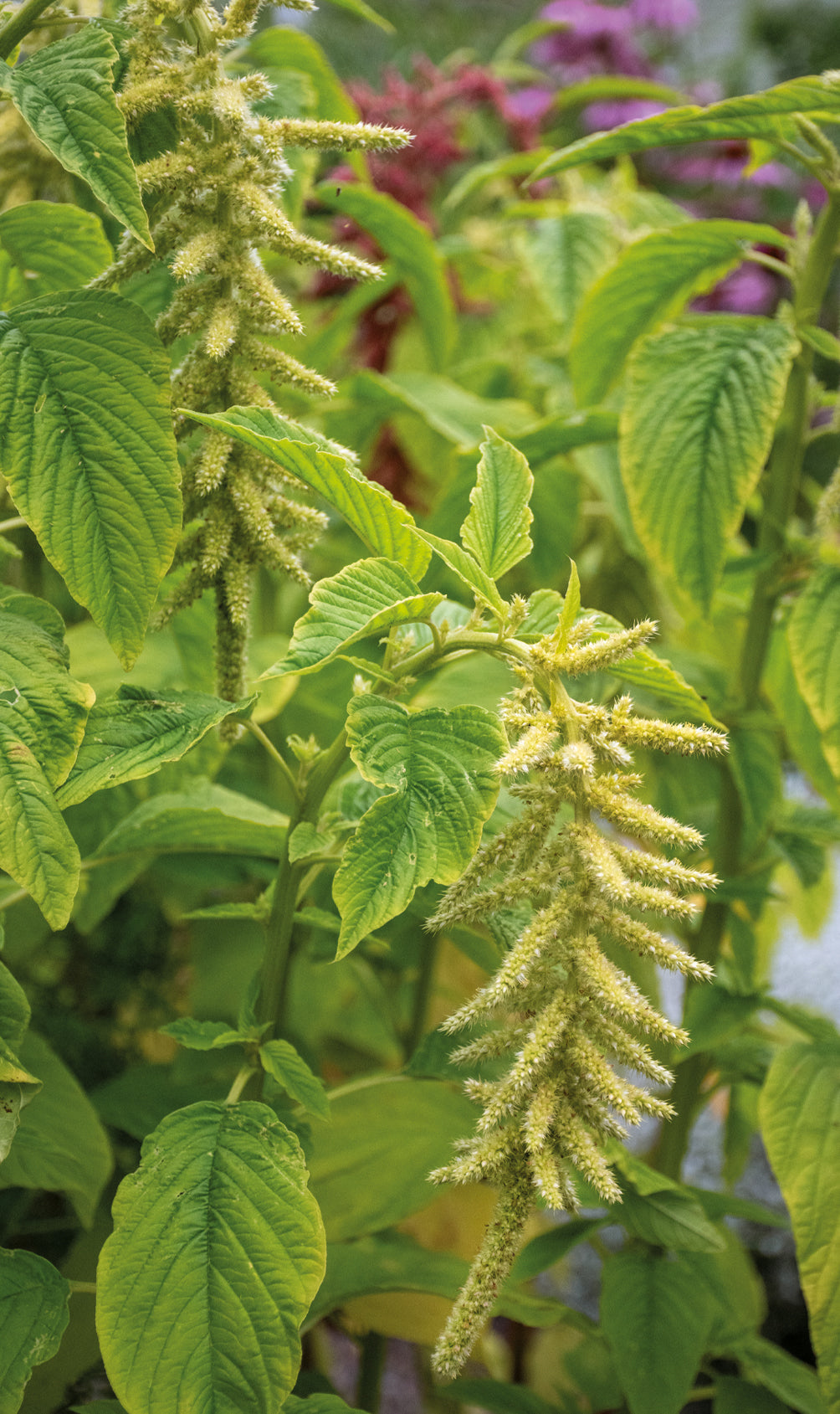 Weibulls Amarant 'Viridis'
