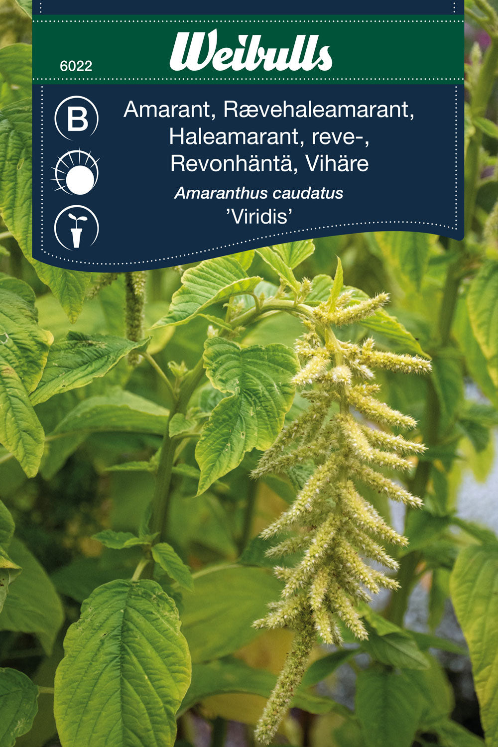 Weibulls Amarant 'Viridis'