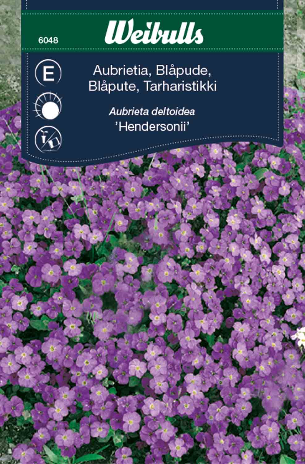Weibulls Aubrietia 'Hendersonii'
