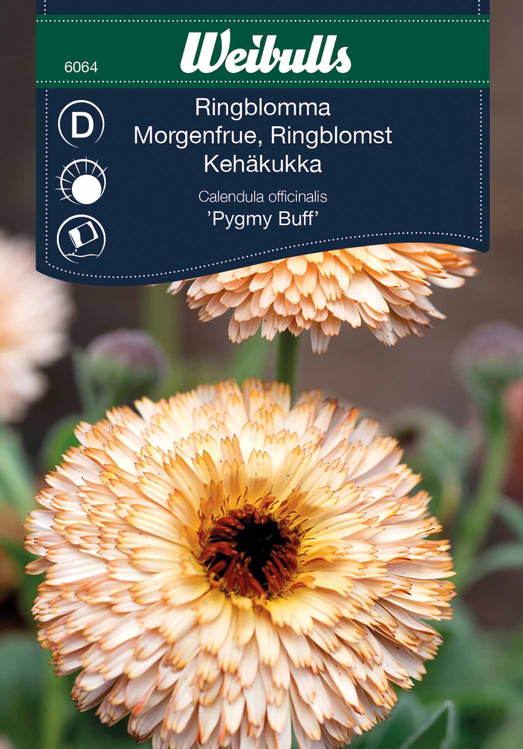 Weibulls Ringblomma 'Pygmy Buff'