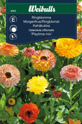 Weibulls Ringblomma  'Playtime mix'
