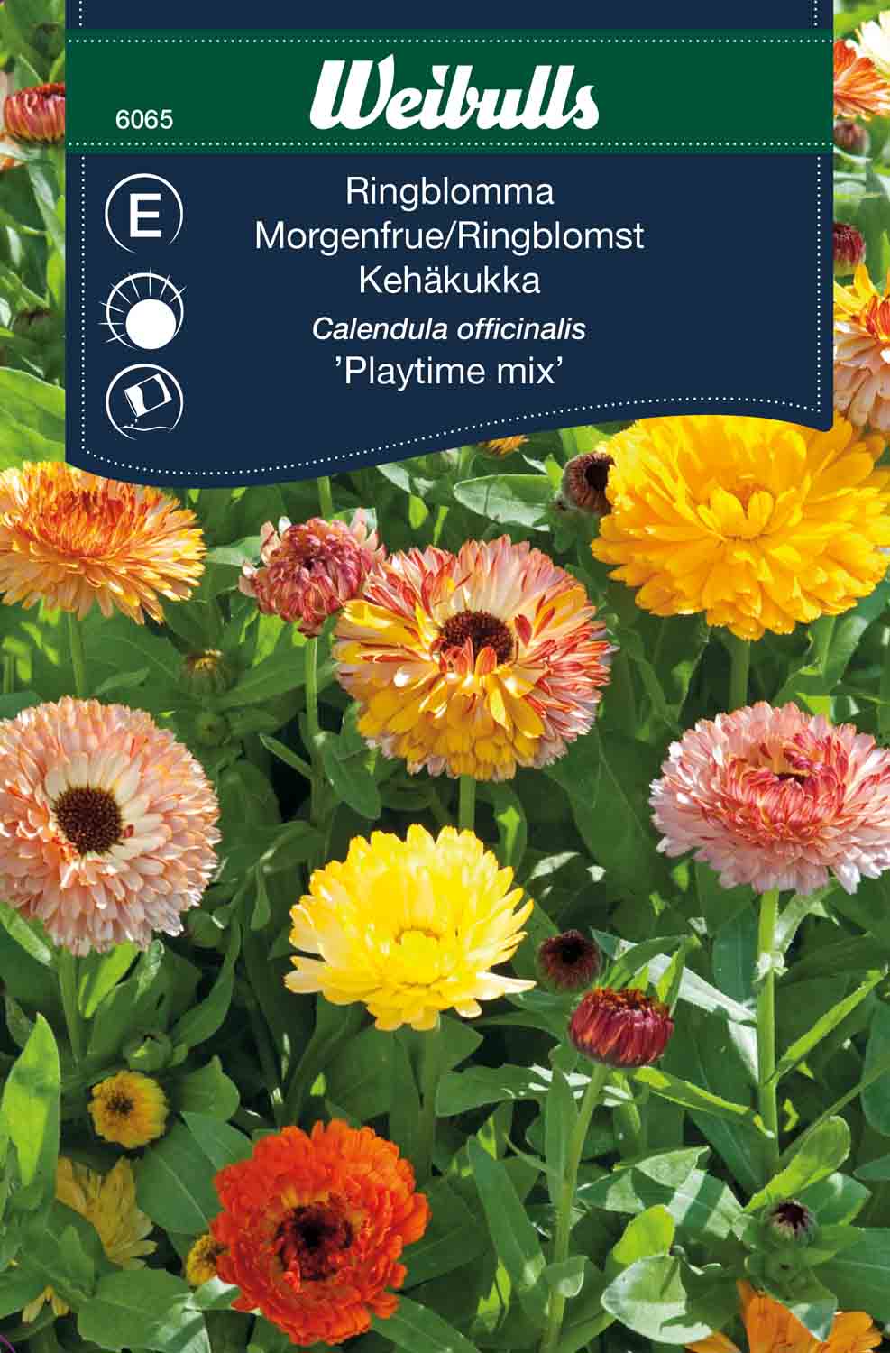 Weibulls Ringblomma  'Playtime mix'